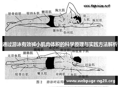 通过游泳有效减小肌肉体积的科学原理与实践方法解析 通过游泳有效减小肌肉体积的科学原理与实践方法解析